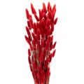 Floristik24 Torkad Lagurus-knippe, torkad blomdekoration, 70 cm, 100 g