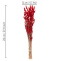 Torkad Lagurus-knippe, torkad blomdekoration, 70 cm, 100 g | Floristik24.se