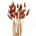Floristik24 Torrt gräs rostrött, naturlig dekoration, lagurus, torrt blommönster L45–50cm 30p