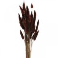 Floristik24 Torrt blommor, dekorativt gräs, Lagurus Brown L35–50cm 25g