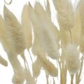 Floristik24 Lagurus torkad dekoration, sammetsgräs, kaninsvansgräs, torr dekoration blekt L20–60cm 30p