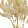Floristik24 Dekorgräs, blekt sött gräs, Lagurus ovatus, sammetsgräs L40–55cm 25g