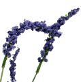 Floristik24 Lavendelbuske 55cm blå