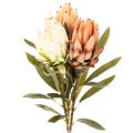 Floristik24 Konstgjord Protea Leucadendron-blomma med lång stjälk, 65 cm, 3 stycken