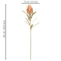 Konstgjord Protea Leucadendron-blomma med lång stjälk, 65 cm, 3 stycken | Floristik24.se