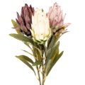 Floristik24 Protea konstgjord blomma Leucadendron 100cm 3st