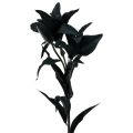 Floristik24 Konstgjord blomma lilja svart 84cm