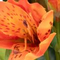 Konstgjord Alstroemeria Orange blomma, konstgjord bukettdekoration, 75 cm, 3 stycken | Floristik24.se