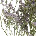 Floristik24 Torra blommor, havslavendel, Statice Tatarica, havslavendel, Limonium Violet L45–50cm 30g