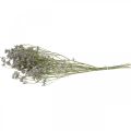 Floristik24 Torra blommor, havslavendel, Statice Tatarica, havslavendel, Limonium Violet L45–50cm 30g
