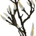 Floristik24 Artificiell Magnolia-gren Vårdekorationsgren med knoppar Brun Vit L135cm