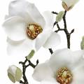Floristik24 Magnolia gren vit Dekorativ gren magnolia konstgjord blomma