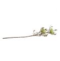 Floristik24 Magnolia gren grön L110cm