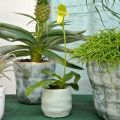 Floristik24 Mini cachepot, keramikkärl, dekorativ lykta, växtkruka vågmönster Ø8cm 6st