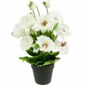 Floristik24 Vallmo i en blom- dekoration för blomkruka vit siden