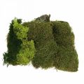 Floristik24 Dekorativ mossa för hantverk blandar grönt, ljusgrönt naturmossa 100g