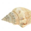 Floristik24 Musselmix natur 3cm – 5cm 200g