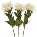 Floristik24 Pincushion konstgjorda blommor exotiska protea leucospermum grädde 73cm 3st