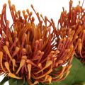 Floristik24 Nålkudde Exotisk konstgjord blomma Orange Leucospermum Protea 73cm 3st