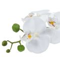 Floristik24 Phalaenopsis orkidé i vit skål H40cm