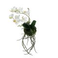 Floristik24 Orchid Phalaenopsis för upphängning H26cm kräm