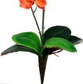 Floristik24 Orchid två grenar 60 cm orange