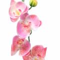 Floristik24 Orchid Phalaenopsis artificiell rosa 60cm