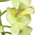 Floristik24 Orchid 56cm ljusgrön