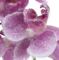 Floristik24 Orkidé med glitter, rosa 35 cm