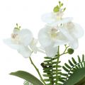 Floristik24 Vit orkidé med mossbollar och rötter 36cm
