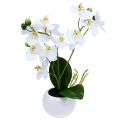 Floristik24 Orkidéer i en kruka 30 cm vit
