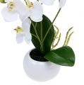 Floristik24 Orkidéer i en kruka 30 cm vit