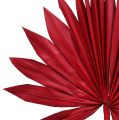 Floristik24 Palmspear Sun mini röd 50st