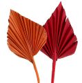 Floristik24 Palmspear assorterad röd/orange 50st