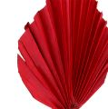Floristik24 Palmspear mini röd 100p