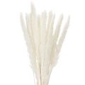 Floristik24 Pampasgräs torkade blommor blekta 70 cm 15 st