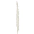 Pampasgräs torkade blommor blekta 70 cm 15 st | Floristik24.se