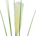 Floristik24 Pampas gräs frond krämgrön H100cm