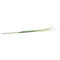 Floristik24 Pampas gräs frond krämgrön H100cm