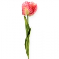 Floristik24 Papegoja tulpan rosa 71 cm 3st