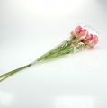 Floristik24 Papegoja tulpan rosa 71 cm 3st