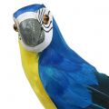 Floristik24 Dekorativ papegoja blå 44cm