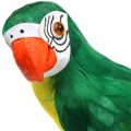 Floristik24 Dekorativ papegoja grön 44cm