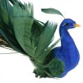Floristik24 Paradisfågel, påfågel att klämma fast, fjäderfågel, fågeldekoration blå, grön, färgglad H8,5 L29cm