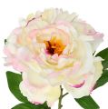 Floristik24 Peony Cream-Pink 78cm