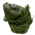 Floristik24 Planterskål med mossa Ø16cm H9cm - 10cm grön 3st
