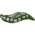 Floristik24 Plantera mossa och kottar vinka grönt, tvättat vitt 41 × 15cm