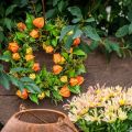 Konstgjord Physalis-krans, orange och grön, Ø28 cm, höstdekoration | Floristik24.se