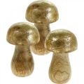 Floristik24 Svamp mangoträ guld, naturlig dekorativ svamp Ø6cm H10cm 4st