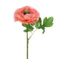 Floristik24 Ranunculus rosa-rosa 27 cm 8st